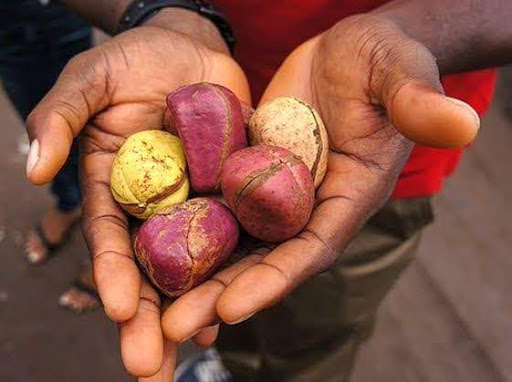 The Significance of the Kola Nut in Nigerian Social Gatherings and Ceremonies