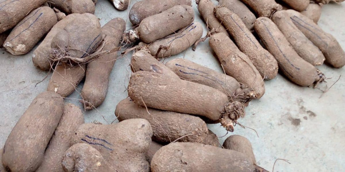 How the Bekwarra Festival Keeps Traditional Dances and Music Alive