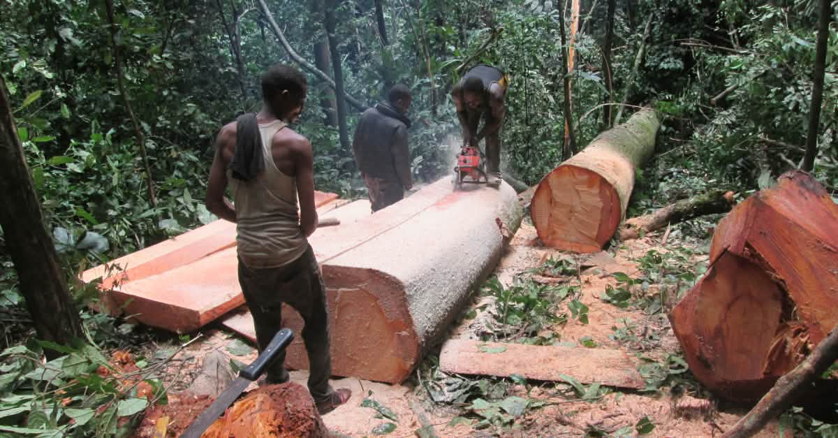 Cross River Forest Under Threat, Hidden Costs of Eco-Tourism