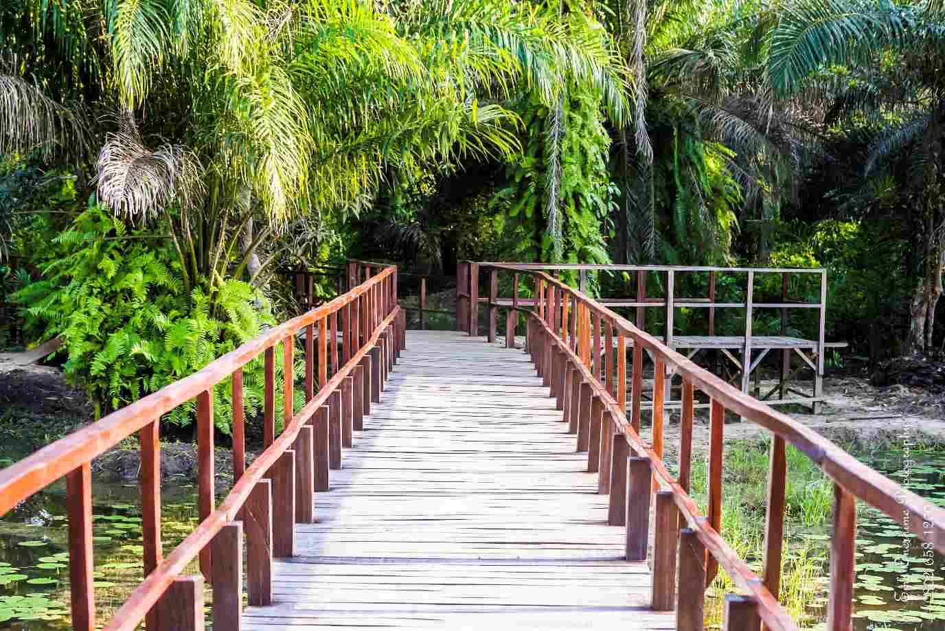 LUFASI Park Lagos: Picnic, Butterflies and Forest Calm