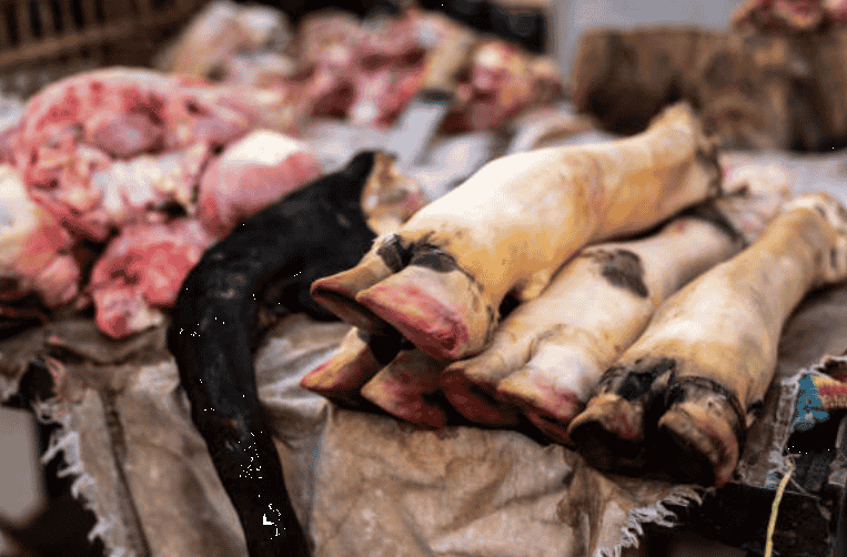 Bushmeat trade in Nigeria showing wildlife market impact in 2025
