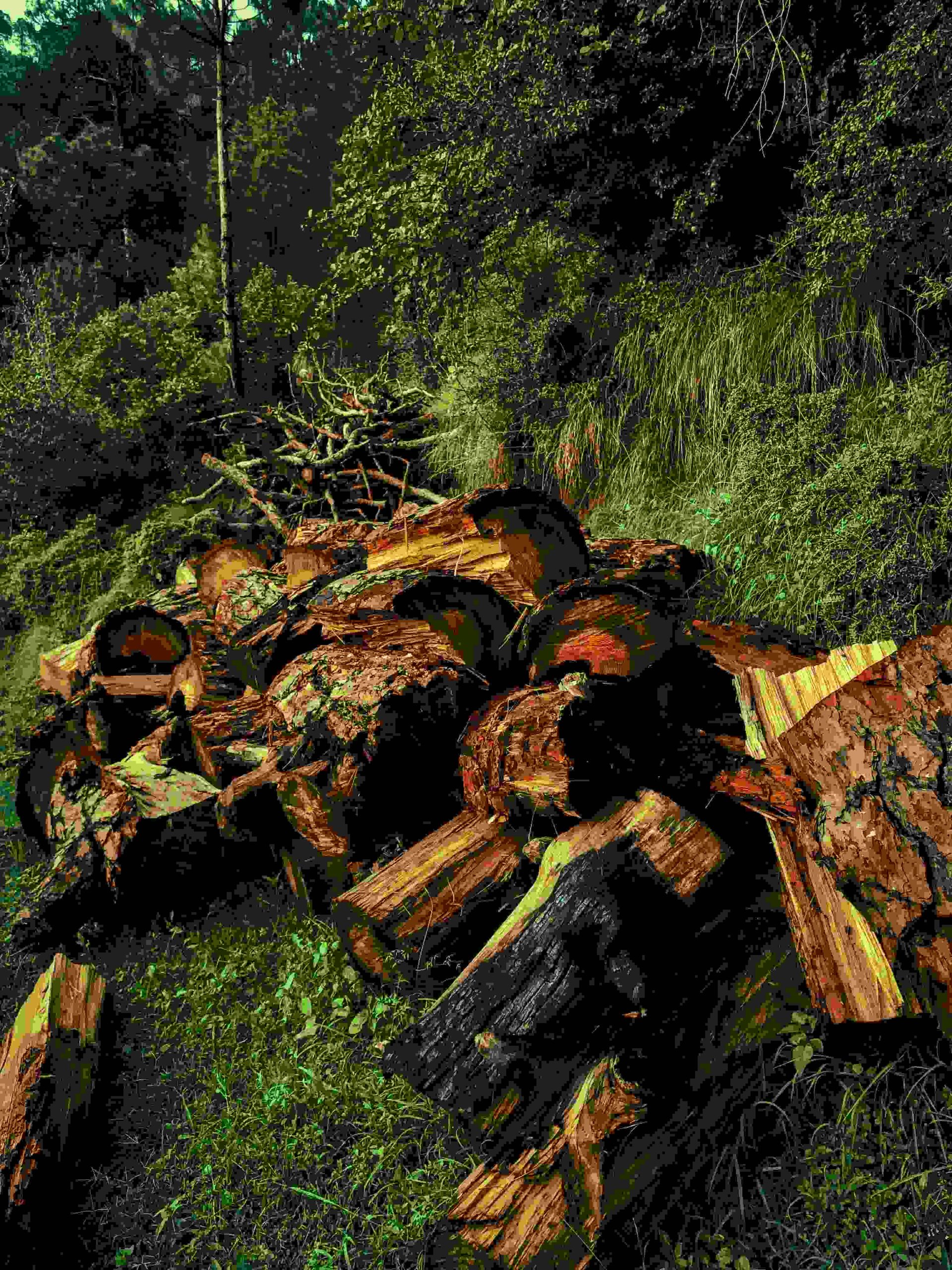 Deforestation in Nigeria showing cleared forest area and biodiversity loss