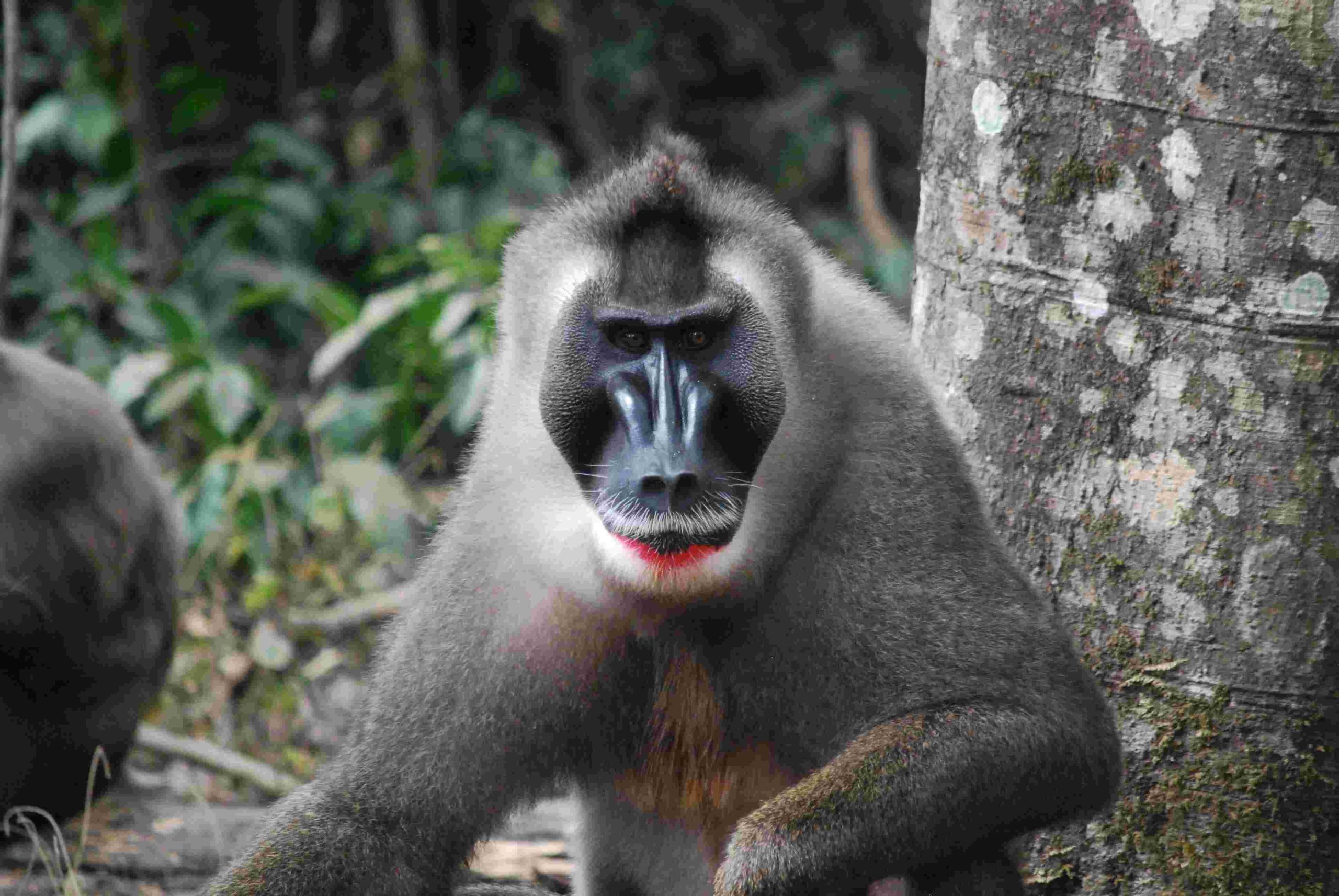 Endangered drill monkey in Afi Wildlife Sanctuary, Cross River State, Nigeria, 2025
