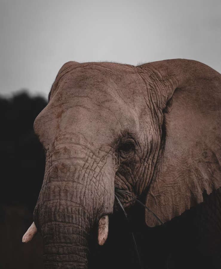 nigeria-endangered-species-wildlife