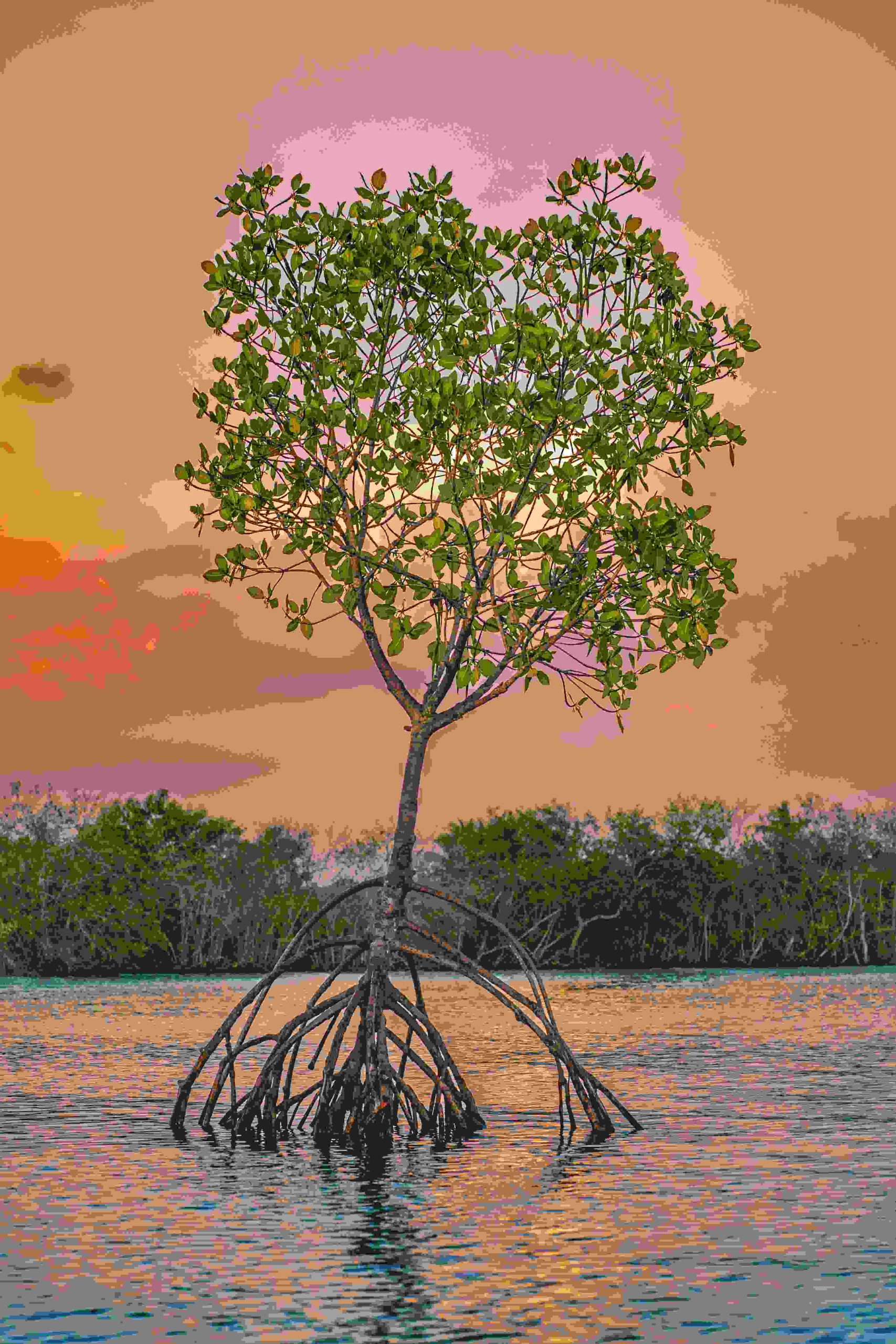 Nigeria mangrove conservation with local community protecting wildlife habitat