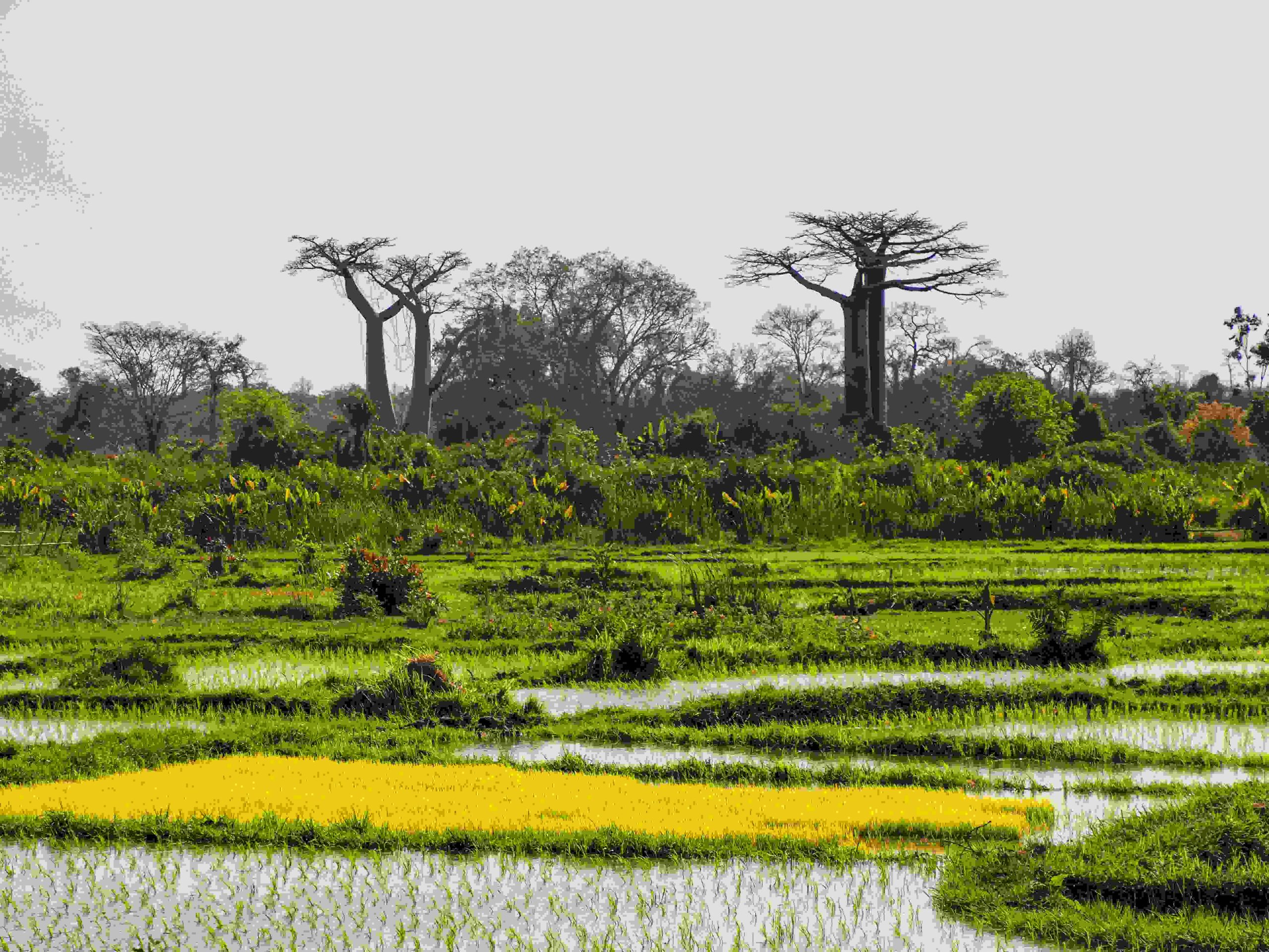 Nigeria wetlands showing mangroves, rivers, and birdlife essential for global biodiversity