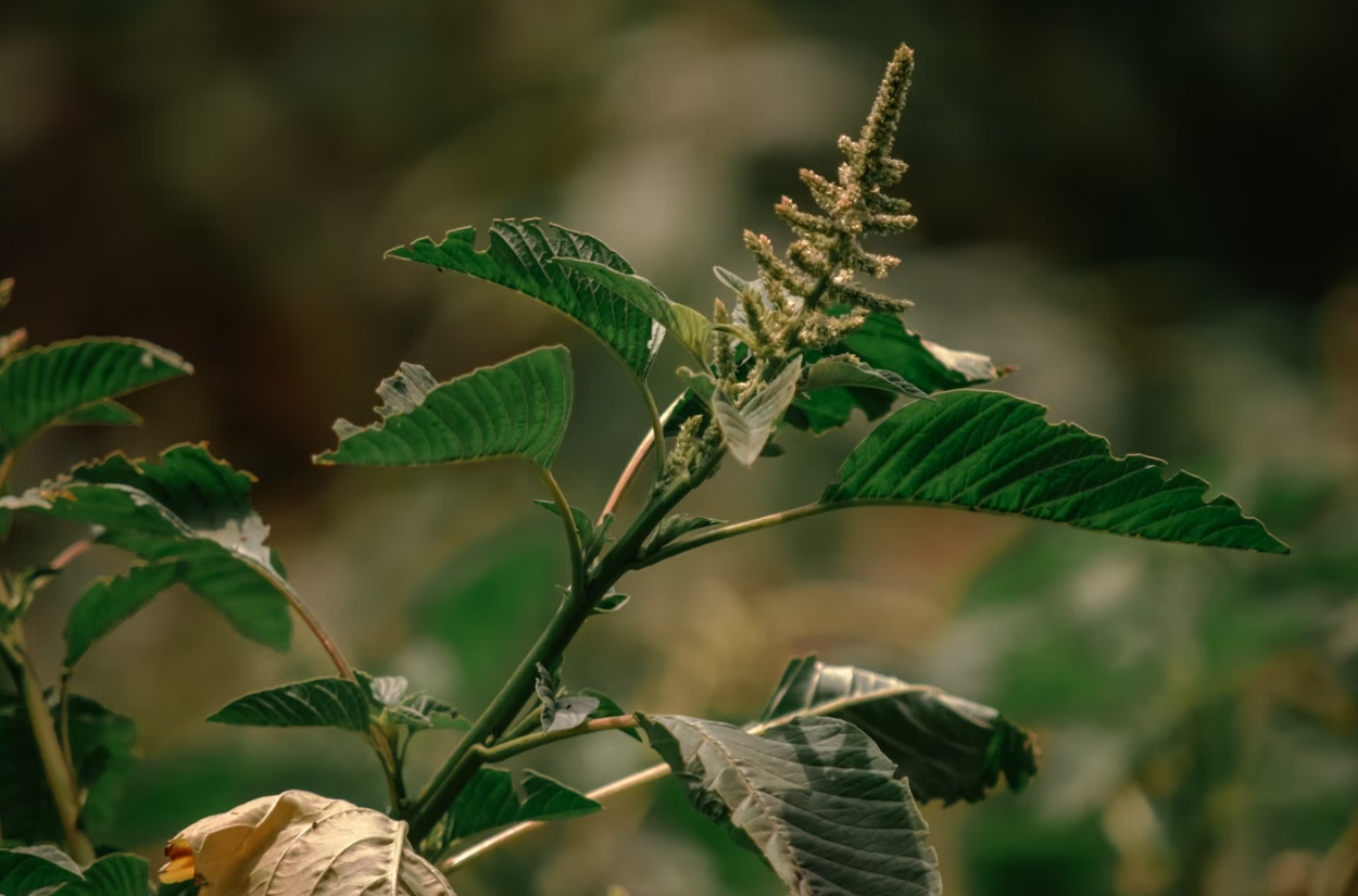 A selection of Nigeria’s wild edible and medicinal plants