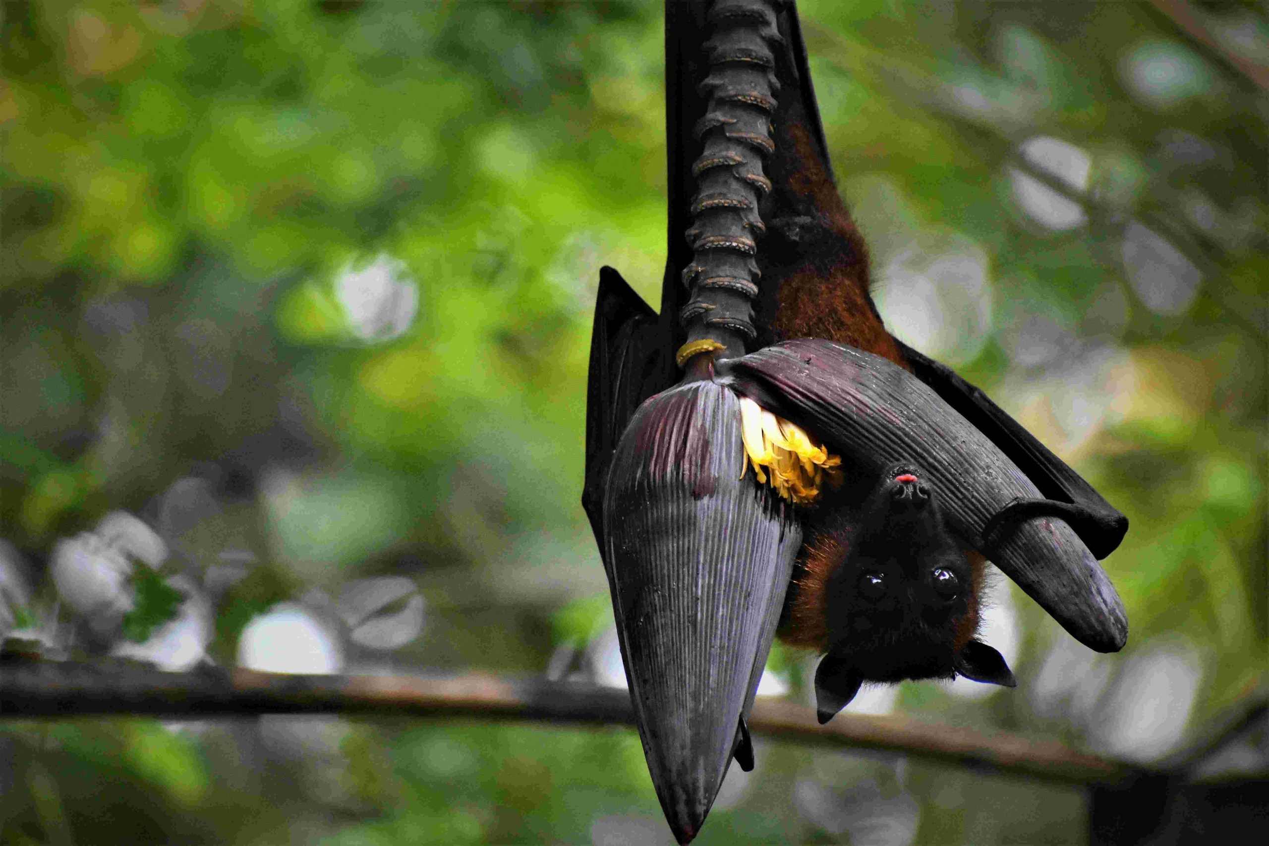 nigeria-winged-pollinators-bats