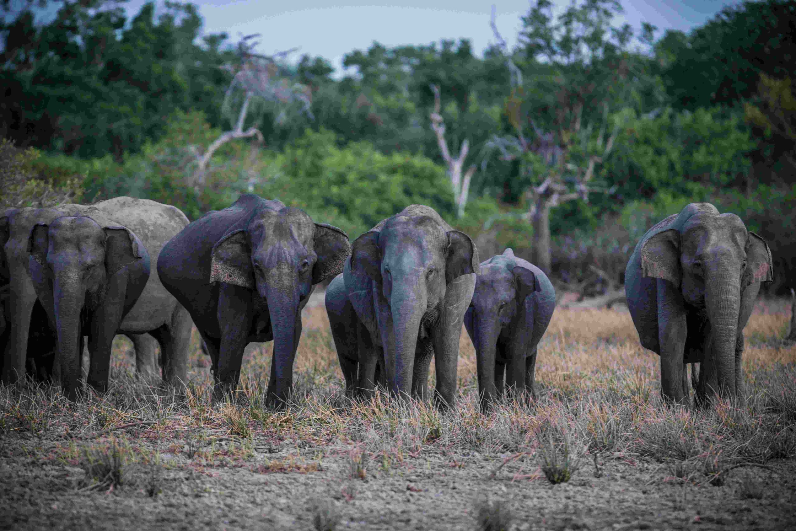 Nigerian forest elephant in Omo Forest Reserve surrounded by dense tropical forest, highlighting their endangered status and ecological role