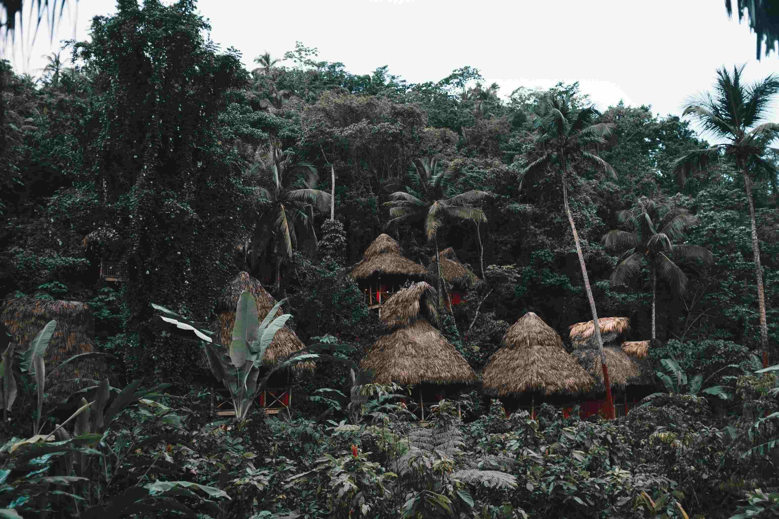 Nigerian sacred forest conservation with community efforts protecting biodiversity in 2025