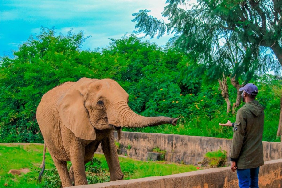 Elephant in Wildlife Park: A fun, romantic activity for couples in Jos, Plateau State