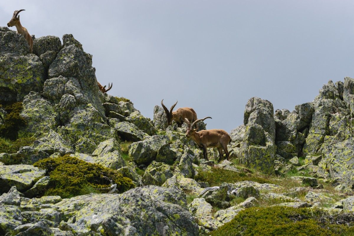 Mountain goats, which are one of the sights you will see on your trip to Bauchi.