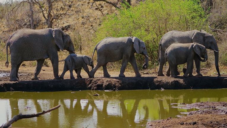 Kafue National Park: Zambia's Giant and Africa's Most Underrated Safari Destination